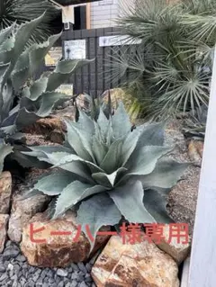 AGAVE アガベ パリー トランカータ 縞斑 斑入り オバティフォリア