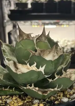 ☆11/30 22時迄限定 優良株 白犀牛 トリケラトプス 子株 発根済