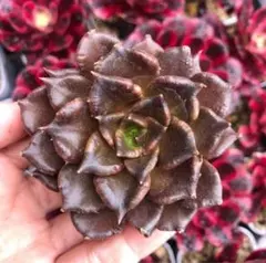 エケベリア フィレンツェ 多肉植物 抜き苗 ※札なし - メルカリ