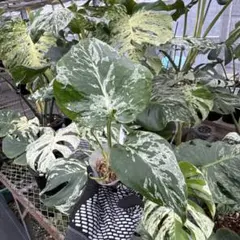 16日まで！斑入りモンステラ タイ・コンステレーション観葉植物 8号鉢