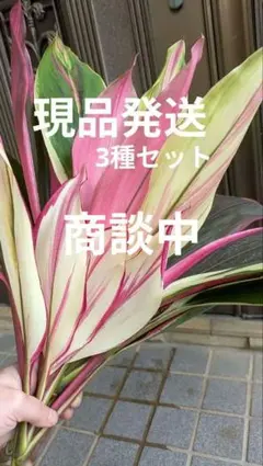 2026年最新】ドラセナ 赤の人気アイテム - メルカリ