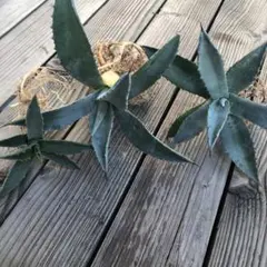 2025年最新】シルバーサーファー アガベの人気アイテム - メルカリ