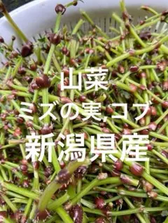 ミズコブ350g みずの実、極上大粒入り、山菜、南部産 - メルカリ