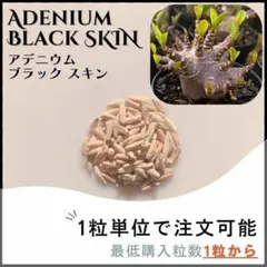 【激レア/ブラックスキン/ドワーフ/超極太 】アデニウム ガラメータコ足A-11 激レア/ブラックスキン/ドワーフ/超極太 】アデニウム ガラメータコ足A-11