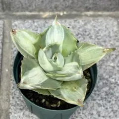 多肉植物 アガベ 王妃雷神 抜き苗 ⑥