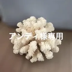天然白珊瑚 ホワイトコーラル 原木 - メルカリ