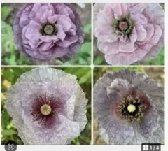 ポピーアメージンググレイ 花の種のサムネイル