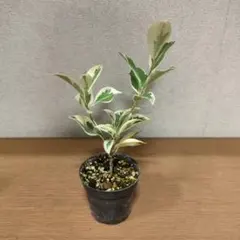 専用出品　　斑入りガジュマル、二箇所接木、丸鉢 パンダガジュマル 斑入り 接木 8号リン鉢 パンダガジュマル