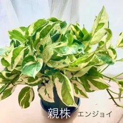 ポトス２種類セット❤️斑入りエンジョイ・ライムグリーン✨カット苗　観葉植物のサムネイル