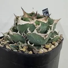 2025年最新】冰雹 アガベの人気アイテム - メルカリ