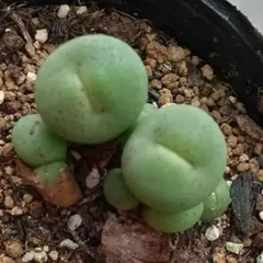 コノフィツム　大型pageae ポットごと（群生株) コノフィツム 大型pageae ポットごと（群生株)