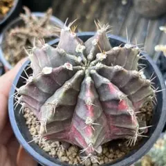 サボテン: ギムノカリキウム属の緋牡丹錦　抜き苗のサムネイル