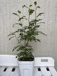 2025年最新】オペルクリカリア ボレアリスの人気アイテム - メルカリ