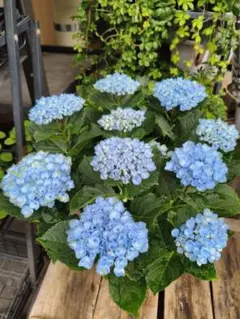 アジサイ マジカルレボリューション ブルー④ 5号鉢 花多数 ボリューム株のサムネイル
