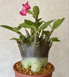 2025年最新】アデニウム ドワーフの人気アイテム - メルカリ