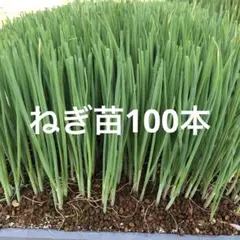 北海道産 玉ねぎ苗 100本（オホーツク222） - メルカリ