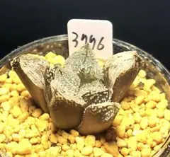 3776 桃鬼　多肉植物 ハオルチア アロエのサムネイル