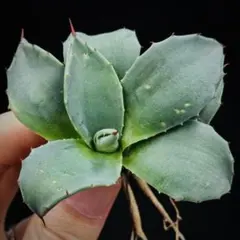 2026年最新】龍球会 アガベの人気アイテム - メルカリ