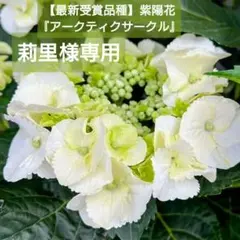 宿根草【最新受賞品種】紫陽花『アークティクサークル』蕾いっぱい【７号】大苗♪ 宿根草【最新受賞品種】紫陽花『アークティクサークル』蕾いっぱい【7
