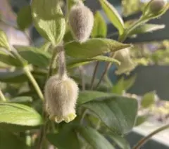 2025年最新】コアクチリスの人気アイテム - メルカリ