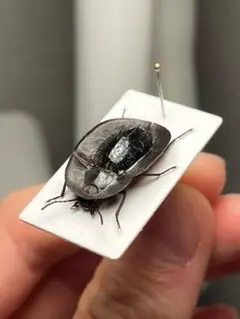 トゲトゲテントウムシダマシ 昆虫標本 Cacodaemonフトタマムシ トゲトゲテントウムシダマシ 昆虫標本 Cacodaemonフトタマムシ - メルカリ