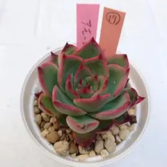 多肉植物 かなで オレンジ札 ミヤ苗 miyaさん苗 札付き - メルカリ
