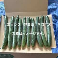 きゅうり　無農薬　ネコポスのサムネイル