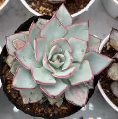 ヒ*ロ様 美苗　ストリクチフローラノヴァ　エケベリア　多肉植物