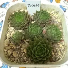 eri!様 リクエスト 2点 まとめ商品