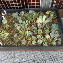 多肉植物 サボテン相談室♡箱詰めセット(メルカリ便) 2026年最新】多肉 セットの人気アイテム - メルカリ