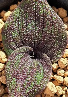 鬼灯様 リクエスト 2点 まとめ商品