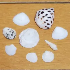 石垣島 天然貝殻