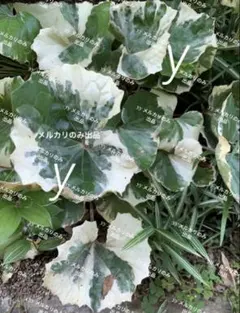 2株☸️観葉植物【ヘデラ❤️ヘリックス ムーンライト】アイビー抜き