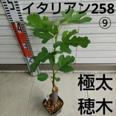 2026年最新】イチジク穂木の人気アイテム - メルカリ