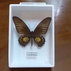 セイロンキシタアゲハ♂標本★スリランカ★ 106mm入手困難エリア鮮度抜群 セイロンキシタアゲハ♂標本☆スリランカ☆ 106mm入手困難エリア鮮度