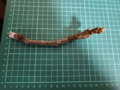 jjyy様 リクエスト 2点 まとめ商品