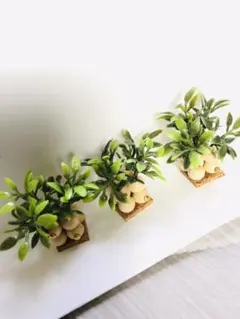 ハンドメイド観葉植物