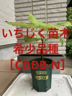 イチジク3苗 ドーフィン変異 カヴァリエーレ、ベベラプレタ - メルカリ