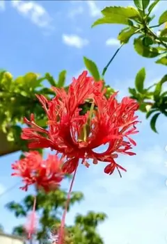 A381希少❗風鈴ハイビスカス☆ブッソウゲ❇️幹太め⭐鉢ごと発送☆美