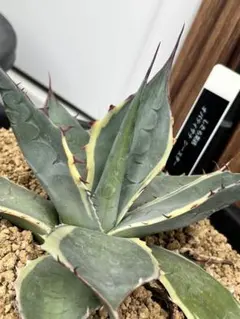 2025年最新】オバティサナ シースターの人気アイテム - メルカリ