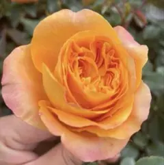 和バラ 人気品種 接木苗 あ 6号 バラ苗 薔薇 レア メルカリ市 - メルカリ