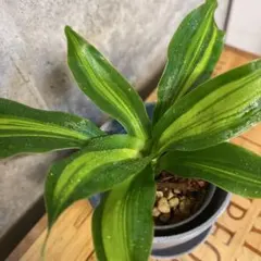 たけし様 リクエスト 3点 まとめ商品