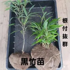 黒竹　クロチク　苗8株(9/6)根付き抜群　植え付け簡単 黒竹 クロチク 苗8株(9/6)根付き抜群 植え付け簡単 黒竹
