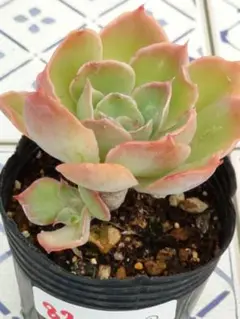 82 夕波⑦／ミックスベリア　多肉植物
