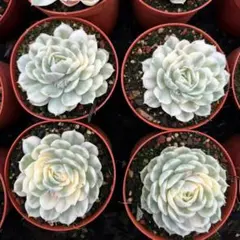 はなちゃん様 リクエスト 3点 まとめ商品