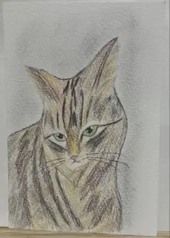 猫❤️ネコ ねこ 原画 鉛筆画 色鉛筆画 絵画 手描き イラスト A5サイズ