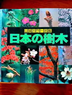2025年最新】山渓カラー名鑑の人気アイテム - メルカリ