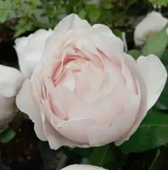 バラ苗(入手困難切り花種) 激レア種 休眠株