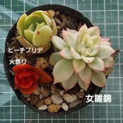 2025年最新】ピーチプリデ 抜き苗の人気アイテム - メルカリ