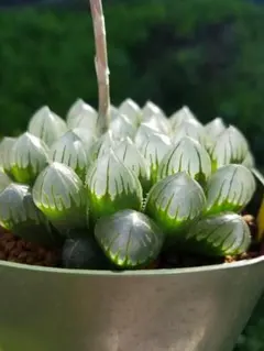 1295 金水晶 カキコ多肉植物 ハオルチア アロエ - メルカリ